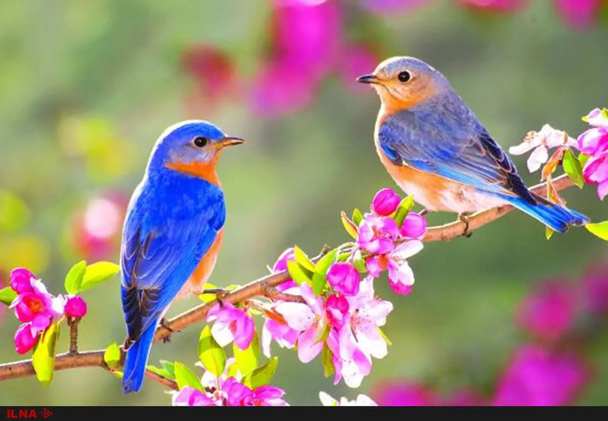 نرم نرمک می رسد اینک بهار