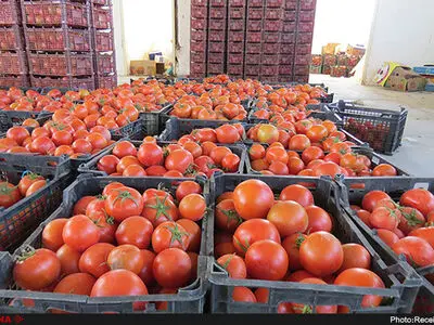 قیمت گوجه فرنگی تا ۵۰ هزار تومان هم رسید