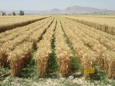 معرفی ارقام جدید گندم و جو به کشاورزان استان مرکزی برای کشت در اراضی دیم