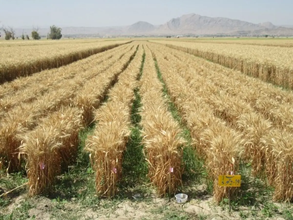 معرفی ارقام جدید گندم و جو به کشاورزان استان مرکزی برای کشت در اراضی دیم