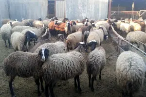 قیمت انواع گوشت گوسفند در آستانه عید قربان /​ گوسفند زنده گران شد 
