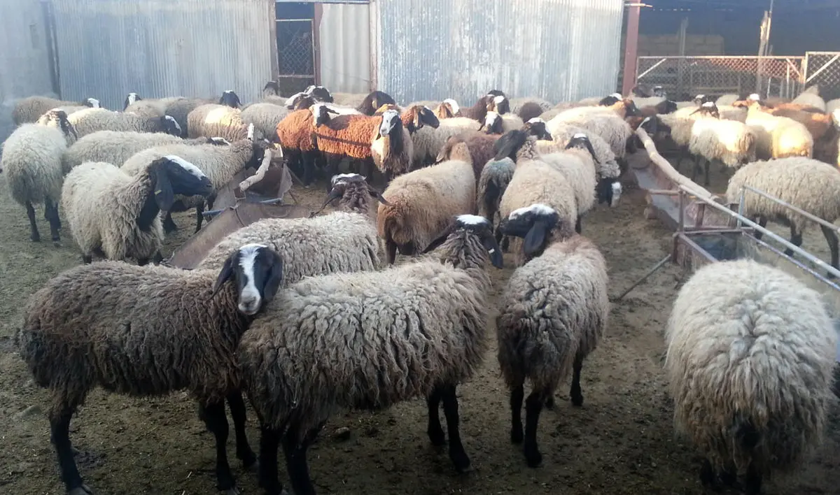 قیمت انواع گوشت گوسفند در آستانه عید قربان /​ گوسفند زنده گران شد