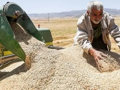 خوزستان پیشتاز خرید یک‌ونیم میلیون تنی گندم/ ظرفیت نگهداری 