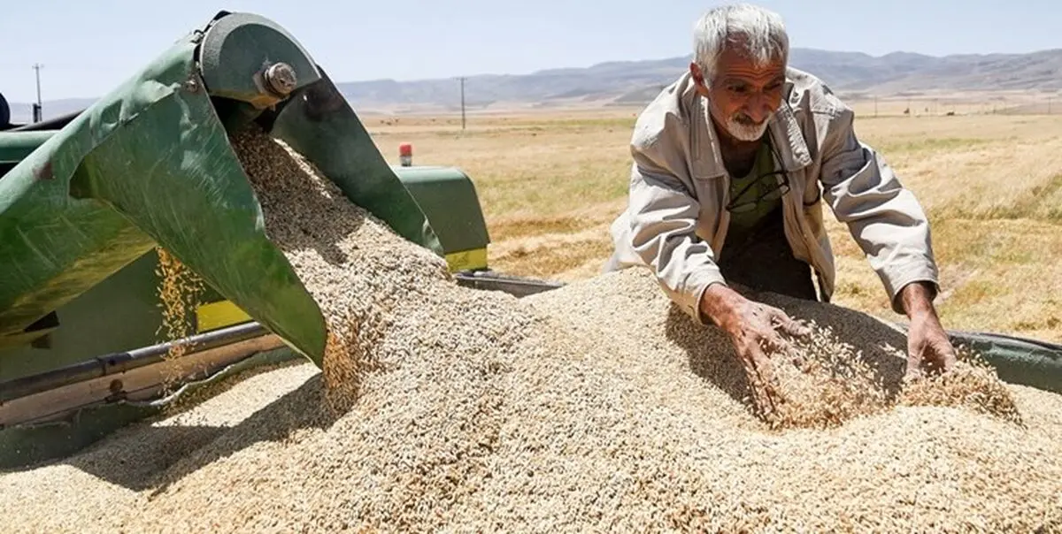 خوزستان پیشتاز خرید یک‌ونیم میلیون تنی گندم/ ظرفیت نگهداری 