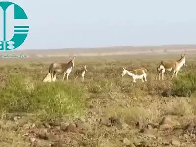تولد ۴ گور ایرانی در پارک ملی کویر + فیلم