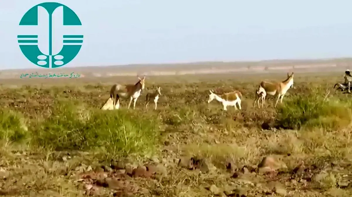 تولد ۴ گور ایرانی در پارک ملی کویر + فیلم