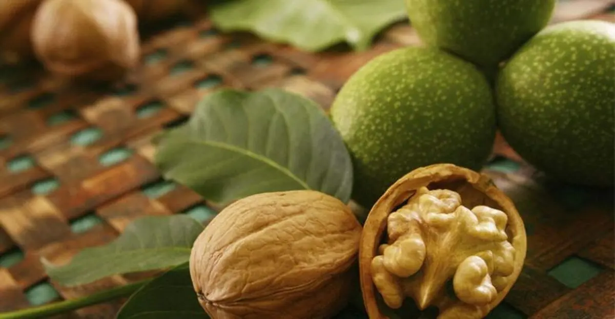 کاهش ٢٣ درصدی برداشت گردو در نیشابور نسبت به سال گذشته