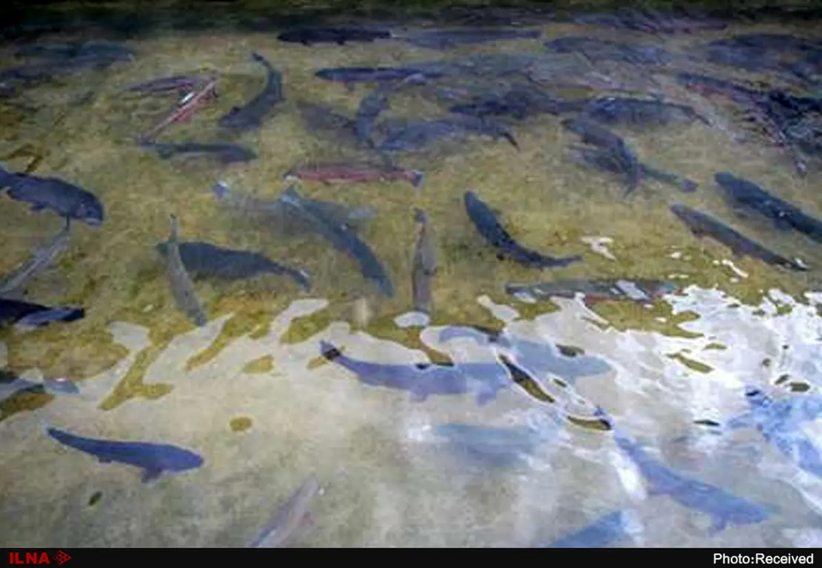 تولید ۱۱ درصد ماهیان گرمابی کشور در خرمشهر