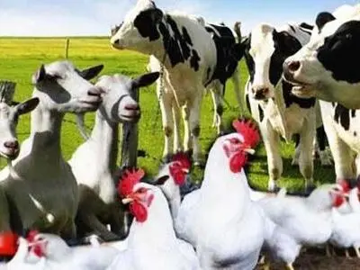 ظرفیت تولید ۲۰ میلیون تن خوراک دام،طیور و آبزیان در کشور