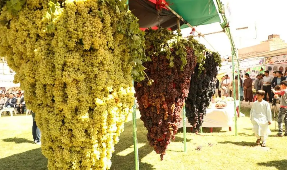 عبور فروش اولیه غرفه‌داران جشنواره انگور روستای هزاوه از مرز 300 میلیارد ریال