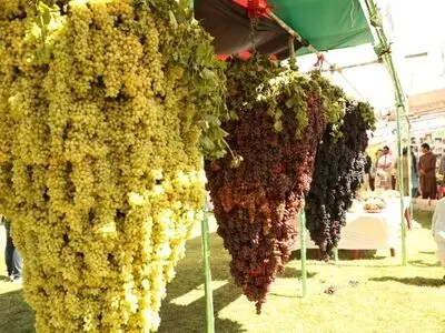 عبور فروش اولیه غرفه‌داران جشنواره انگور روستای هزاوه از مرز 300 میلیارد ریال