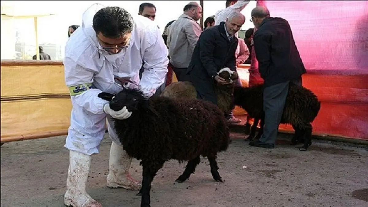 ساماندهی 33 اکیپ برای نظارت بر ذبح دام روزهای تاسوعا و عاشورا