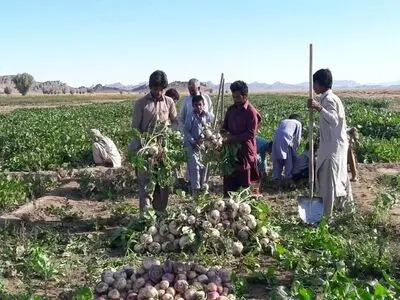 باغ‌های سیرجان و زندگی پرمشقت کارگران/ استثماری که دیده نمی‌شود