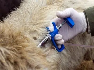 از بحران تب برفکی عبور کردیم 