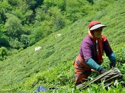 پرداخت ۱۳ میلیارد تومان دیگر از مطالبات چای کاران شمال