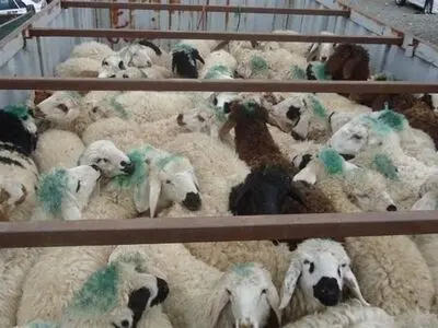 کشف ۱۶۰ رأس گوسفند سرقتی در حاشیه شهر مشهد