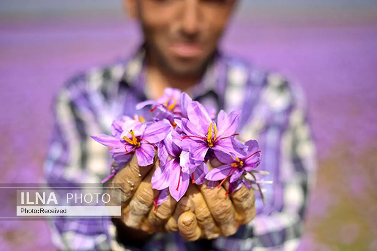 آفتاب‌نشینان بی‌بهره از درآمد "طلای سرخ" / چنبره‌ی دلالان بر دسترنجِ زعفران‌کاران