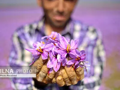 آفتاب‌نشینان بی‌بهره از درآمد "طلای سرخ" / چنبره‌ی دلالان بر دسترنجِ زعفران‌کاران