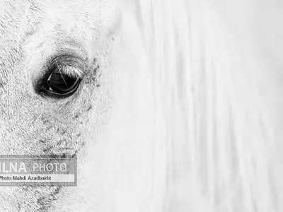تک عکس/ شکوه زیبایی اسب
