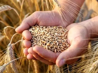 خرید تضمینی بیش از ۸ هزار تن گندم از کشاورزان ساروی؛ ۸ درصد مطالبات پرداخت شد