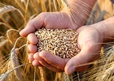 خرید تضمینی بیش از ۸ هزار تن گندم از کشاورزان ساروی؛ ۸ درصد مطالبات پرداخت شد