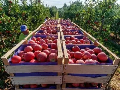 دست دلالان در جیب کشاورزان آذربایجان غربی