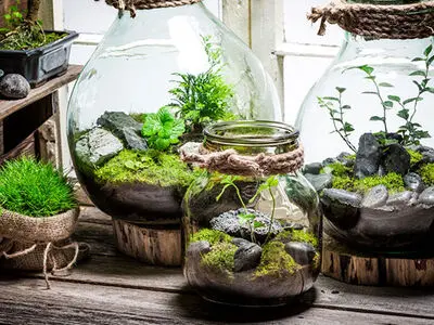 10 گیاه رطوبت دوست برای نگهداری در تراریوم شیشه ای