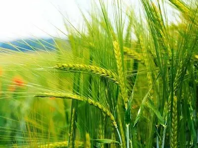 پیش بینی تولید بیش از ۸۵۰ هزار تن گندم در استان کرمانشاه