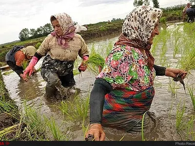 ایران تحظر استیراد الأرز
