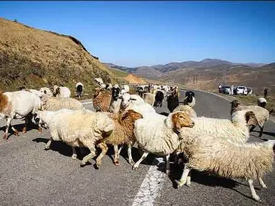 بیش از 1200 راس دام اهلی از منطقه امن تک داغ مراکان خارج شدند
