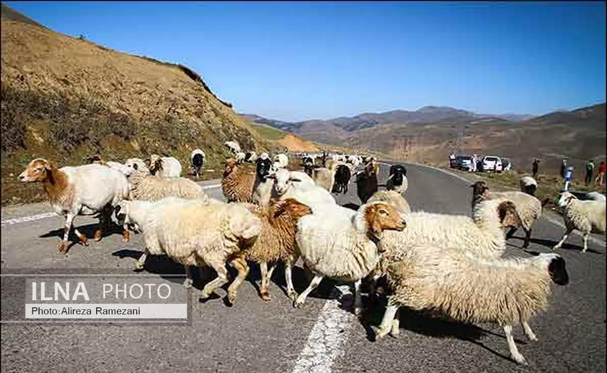 بیش از 1200 راس دام اهلی از منطقه امن تک داغ مراکان خارج شدند