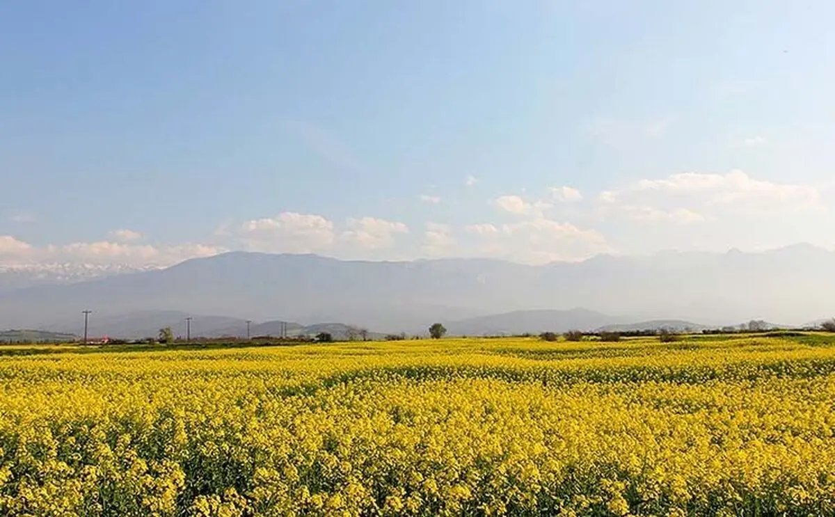 ثبت رکورد طلایی تسویه نقدی مطالبات کلزاکاران فارس