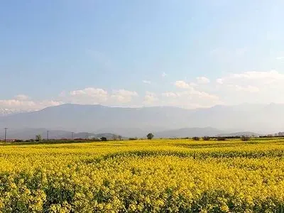 ثبت رکورد طلایی تسویه نقدی مطالبات کلزاکاران فارس