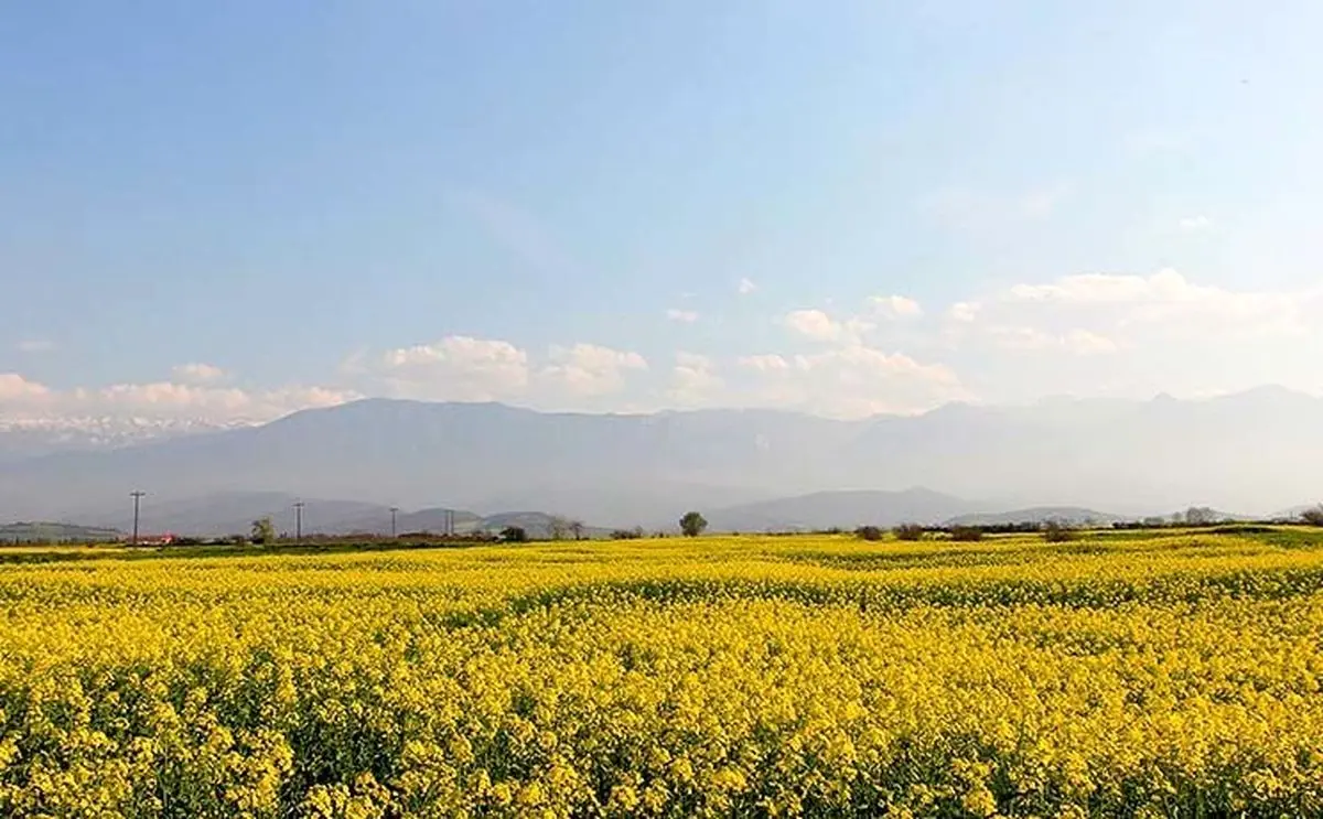 ثبت رکورد طلایی تسویه نقدی مطالبات کلزاکاران فارس