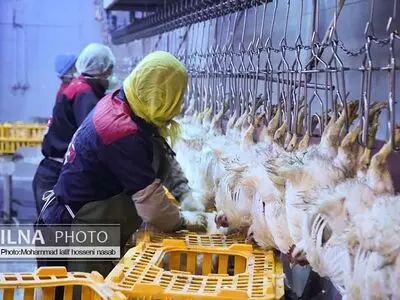 بازدید خبرنگاران از کشتارگاه مرغ آبیدر سنندج 