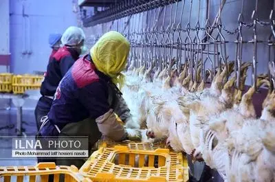 بازدید خبرنگاران از کشتارگاه مرغ آبیدر سنندج 