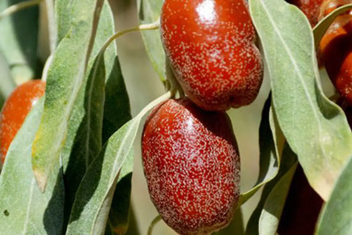 مواد غذایی دوستدار استخوان را بشناسید