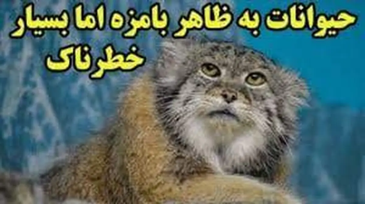 حیوانات به ظاهر بامزه اما خطرناک را بشناسید!/ ویدئو