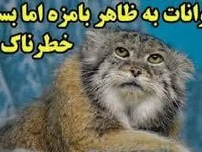 حیوانات به ظاهر بامزه اما خطرناک را بشناسید!/ ویدئو