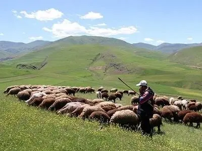 مجروح شدن دامدار در زریاب جیرفت بر اثر حمله خرس