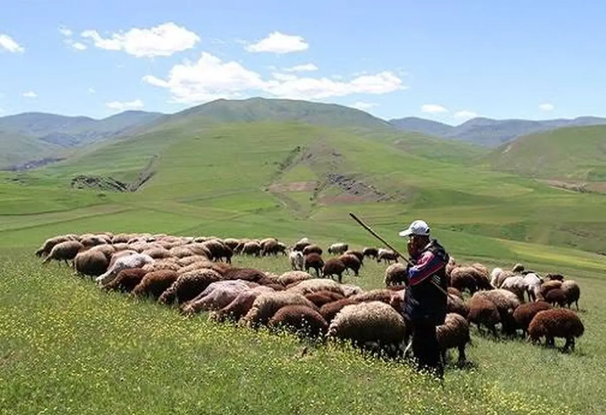 مجروح شدن دامدار در زریاب جیرفت بر اثر حمله خرس