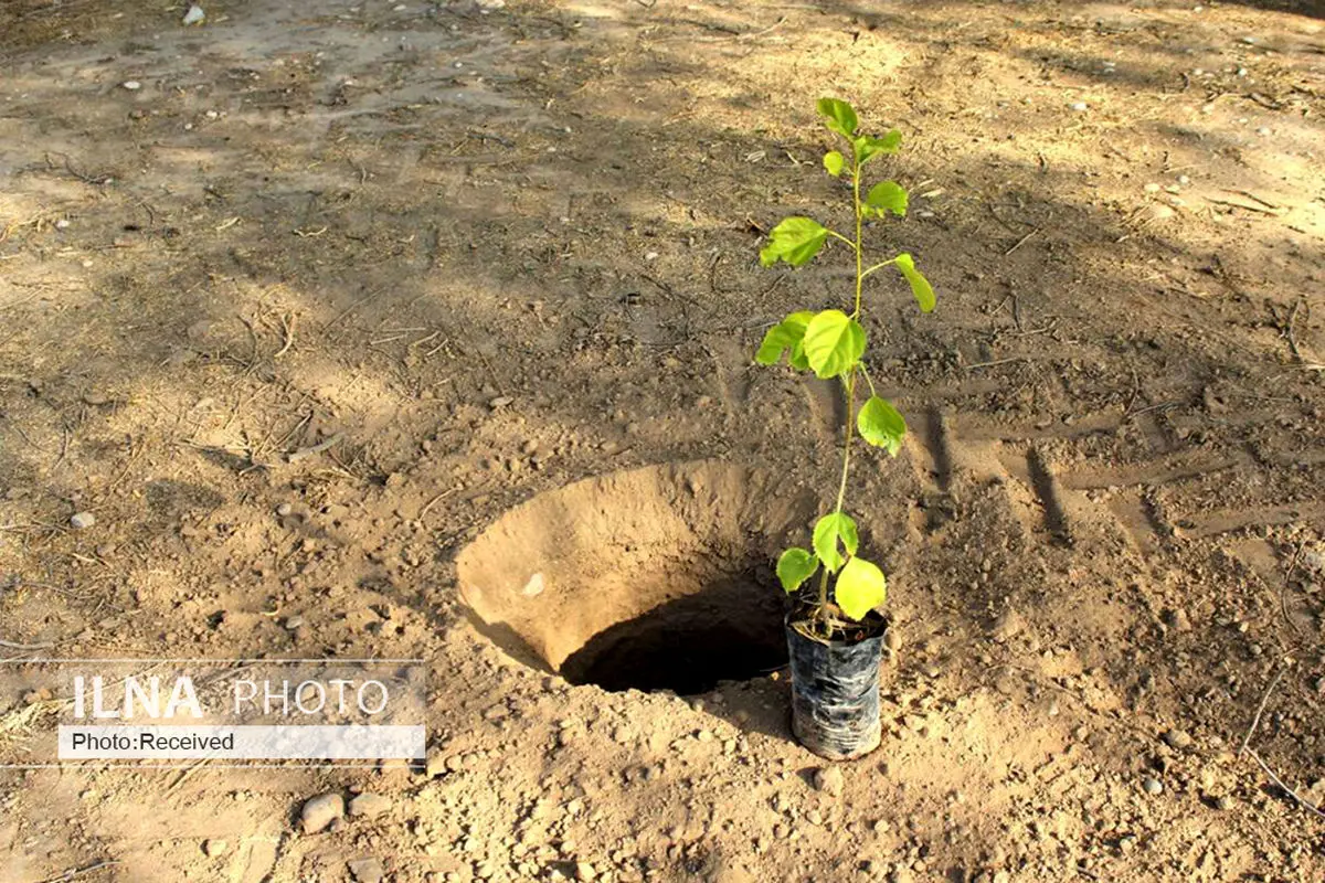 طرح مردمی کاشت یک میلیارد درخت در بوئین‌زهرا کلید خورد