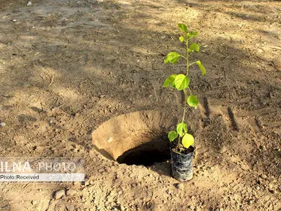 البرز در تولید نهال از تعهد استانی جلوتر است