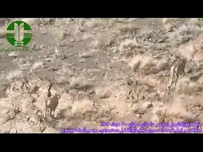 مشاهده دو قلاده یوزپلنگ آسیایی دیگر در منطقه یوزکنام پل ابریشم + فیلم