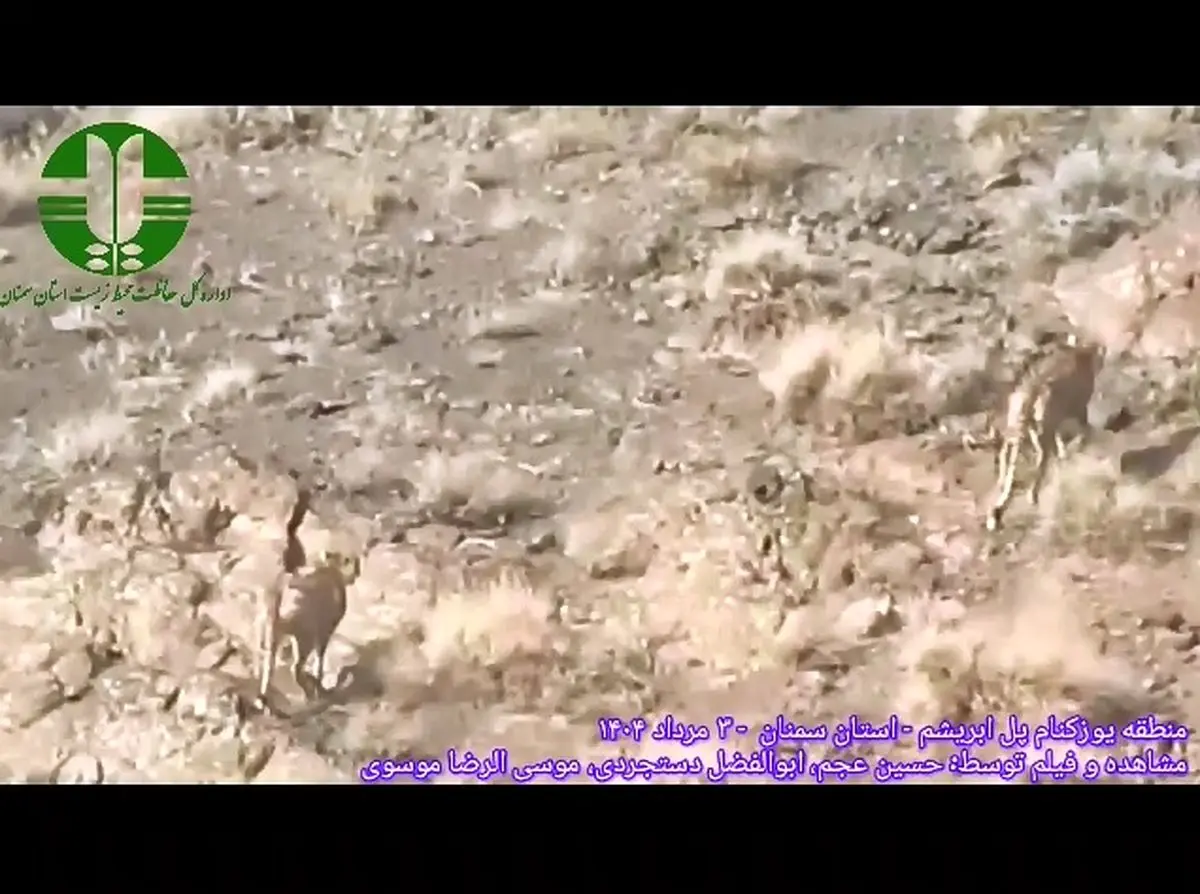 مشاهده دو قلاده یوزپلنگ آسیایی دیگر در منطقه یوزکنام پل ابریشم + فیلم