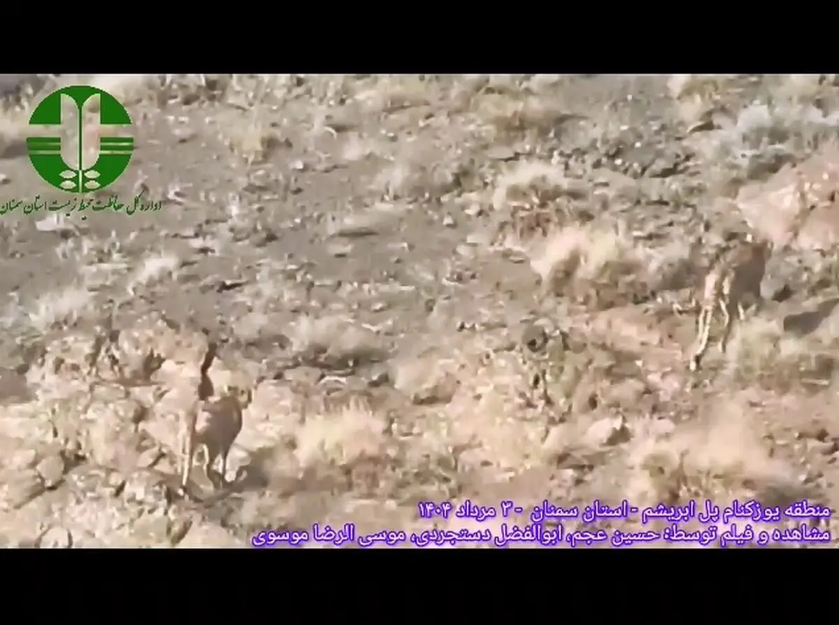 مشاهده دو قلاده یوزپلنگ آسیایی دیگر در منطقه یوزکنام پل ابریشم + فیلم