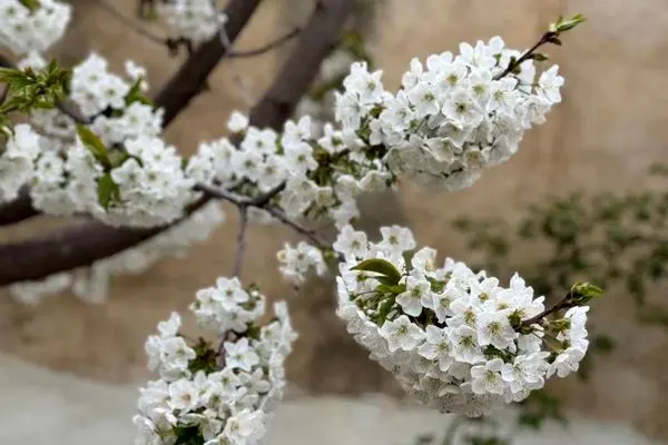 ​حضور ۸ هزار گردشگر در جشنواره «گیلاس کن»