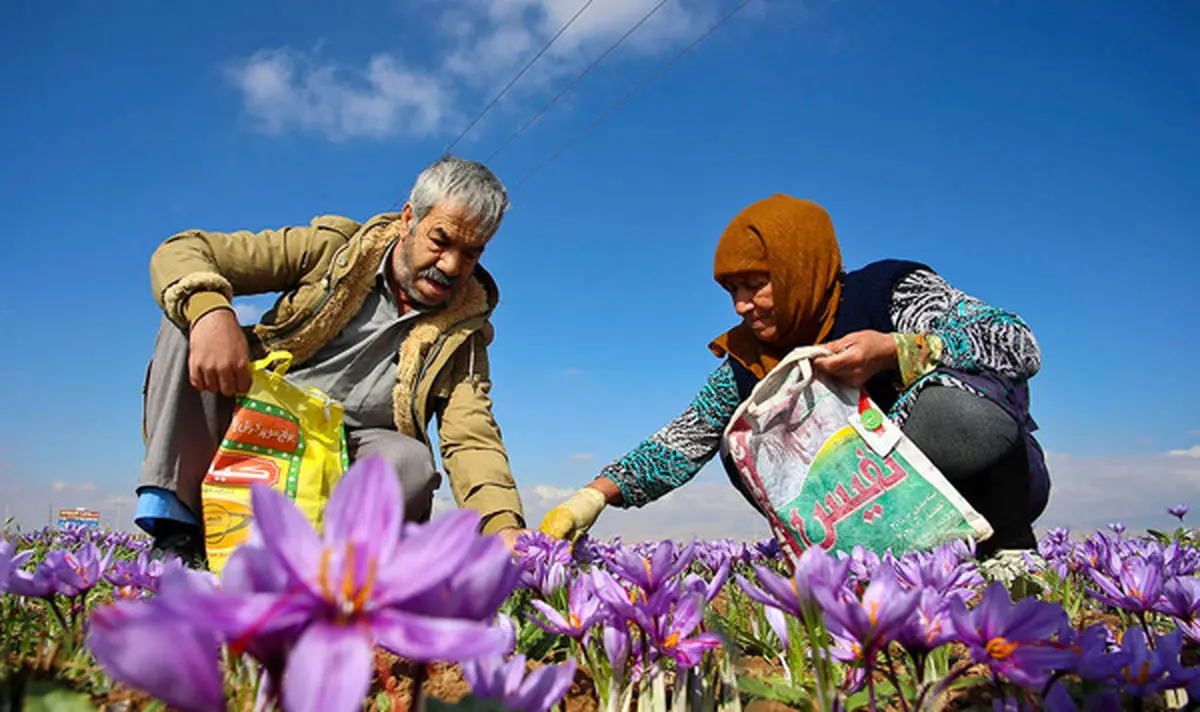 ضرورت شکل‌گیری کارگروه مشترک فعالان زعفران و بورس کالای ایران