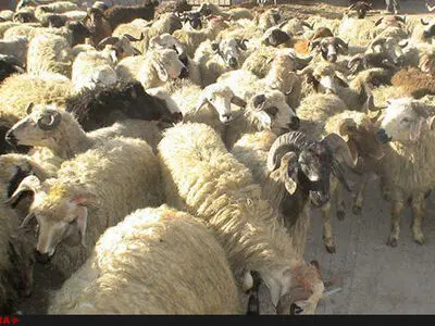 کشف 76 راس دام قاچاق 