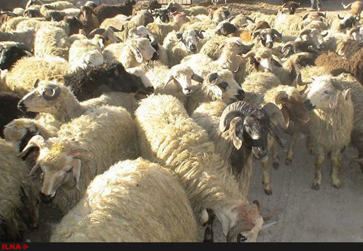 کشف 76 راس دام قاچاق 